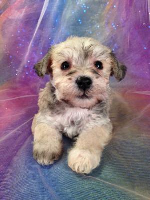 Male Schnoodle Puppy for sale #11 Born September 1st 2013|Ready November 2013|Schnoodle Breeder with all the colors!